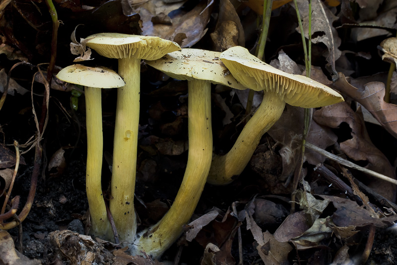 Tricholoma sulphureum